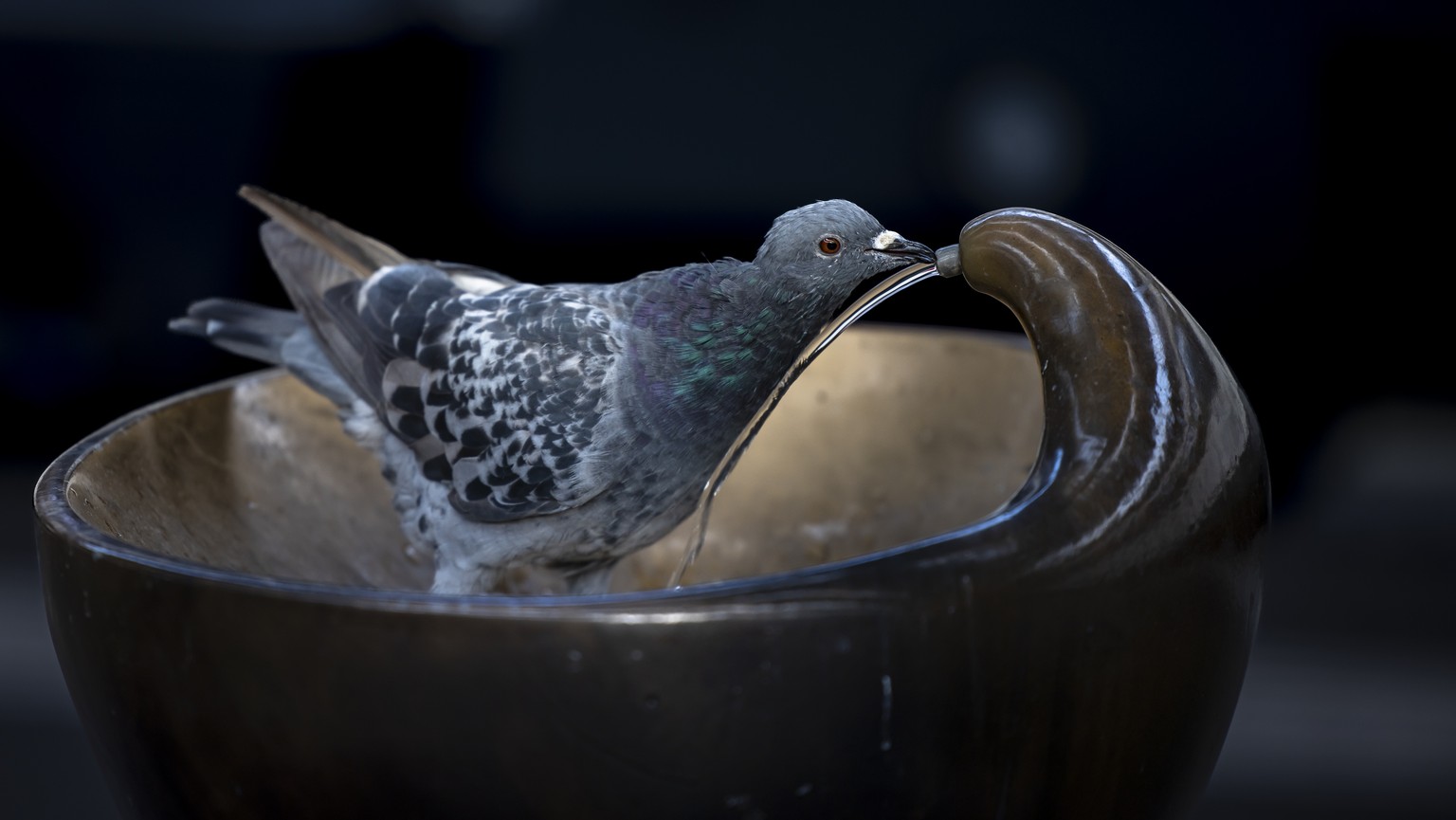 A pigeon pecks water from a fountain at Zurich main station, on Thursday, December 8, 2022 in Zurich, Switzerland. (KEYSTONE/Michael Buholzer)