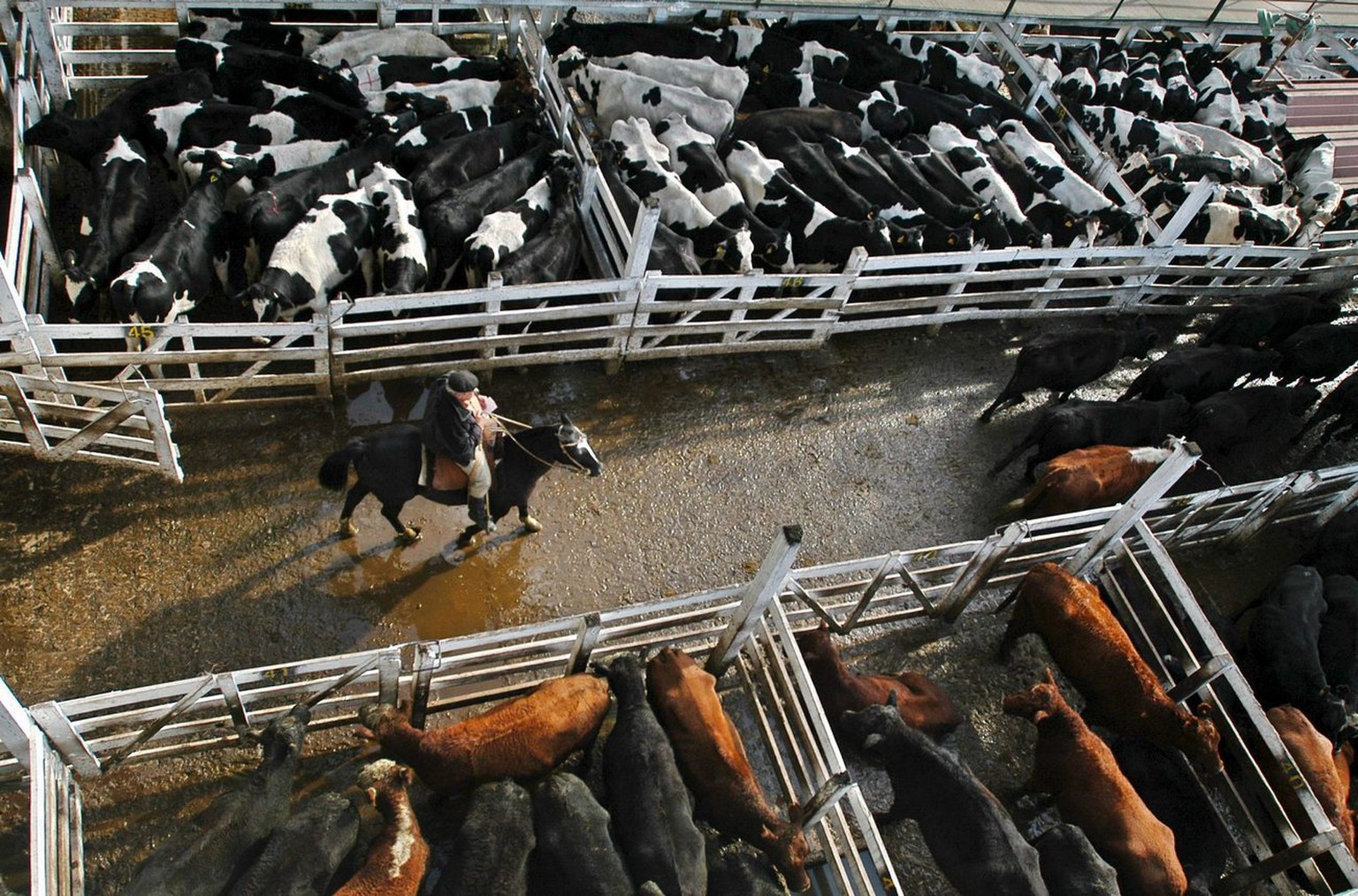 Undated picture shows the Liniers Ranch Market, located in the Argentinian neighbourhood of New Chicago, in Buenos Aires. This is Argentina&#039;s largest cattle market and one of the biggest in the w ...