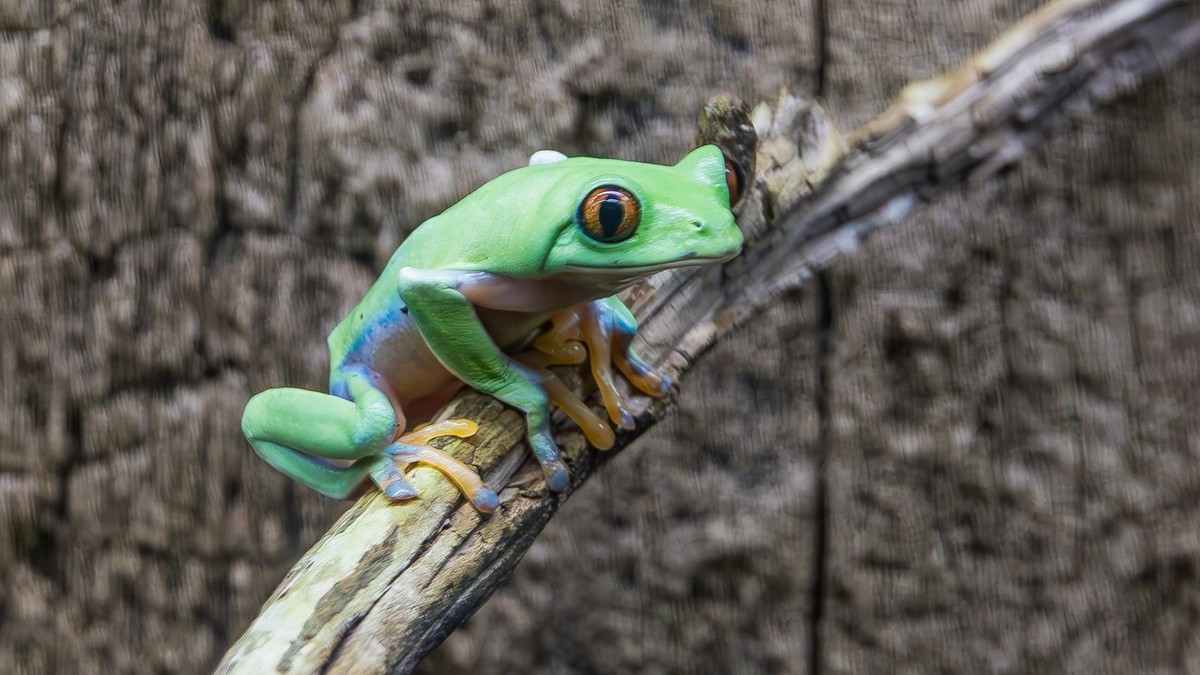 Nachtaktiv-und-ein-Tarnk-nstler-Das-ist-der-neue-Frosch-im-Zoo-Z-rich