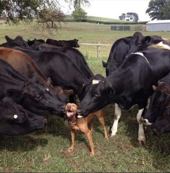 cute news animal dog cow https://www.reddit.com/r/AnimalsBeingBros/comments/12j2kye/the_harem/