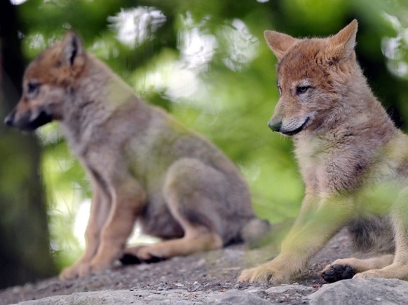 Im Wallis gibt es zwei Wolfsrudel mit Nachwuchs. Im Bild junge W