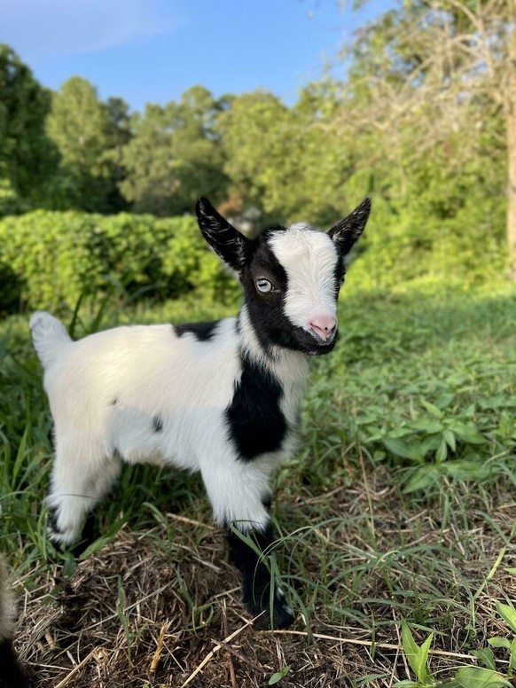 cute news animal tier goat ziege

https://www.boredpanda.com/cute-goats/