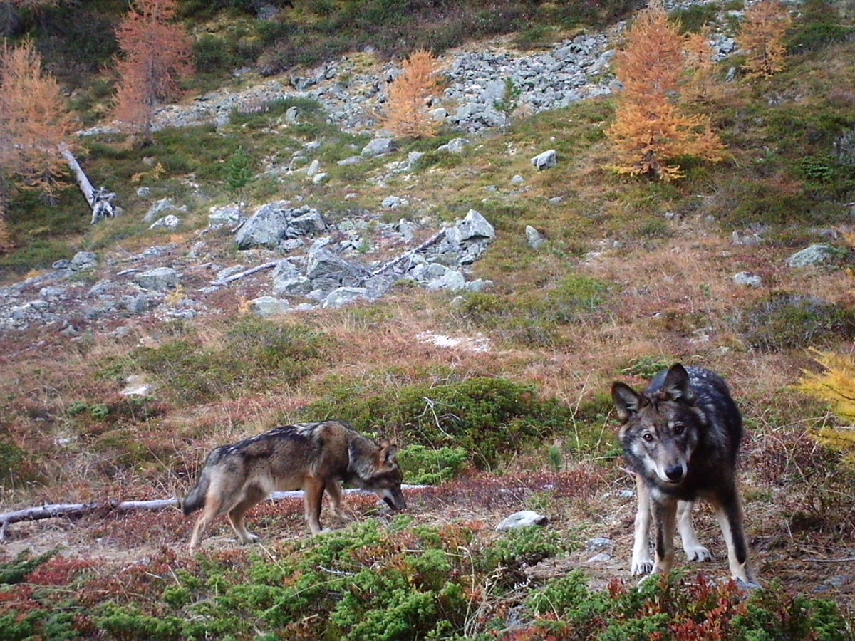 Au total, le canton des Grisons souhaite abattre jusqu'