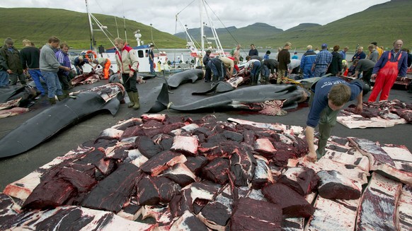 Residents of Faroe Islands butchering 150 Long finned pilot whales (Globicephala melas) after traditional hunt. The residents will share the meat between themselves. Faroe Islands, August 2003. PUBLIC ...