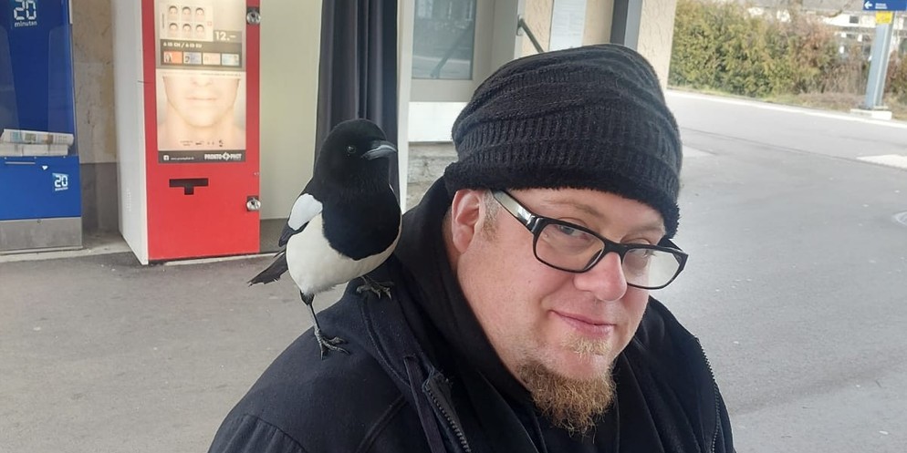 Eine Elster treibt seit Anfang Woche in der Tösstaler Gemeinde Kollbrunn ihr Unwesen. Sie fliegt Menschen auf den Kopf und will in Häuser rein. Auch die Primarschule ist betroffen. Was ist mit dem Vog ...
