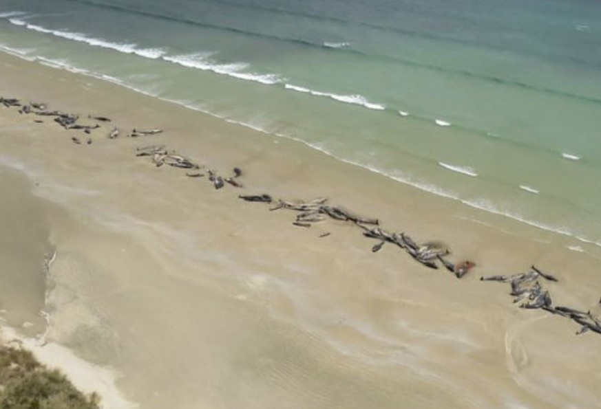 Experten rätseln über die Ursache der Massenstrandung.&nbsp;