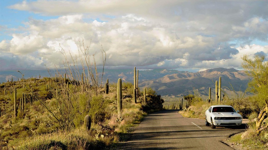 dodge challenger arizona saguaros auto landschaft usa