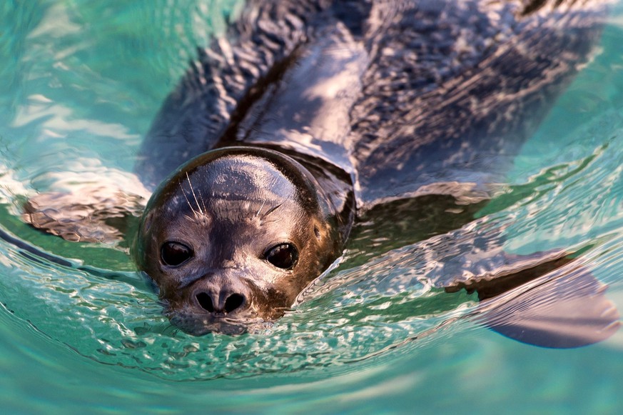 epa04530273 A young harbour seal (Phoca vitulina) swims in the bassin of their enclosure in the Wroclaw Zoo, in Wroclaw, Poland, 15 December 2014. Three young seals that came to Wroclaw from Switzerla ...