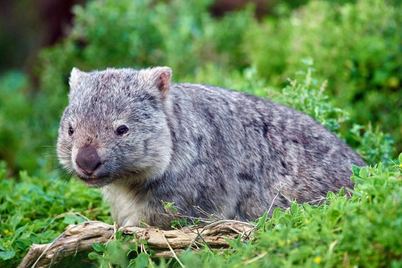 Nacktnasenwombat, Nacktnasen-Wombat (Vombatus ursinus), im Lebensraum, Australien, Wilsons Promontory Nationalpark common wombat, coarse-haired wombat, forest wombat, naked-nosed wombat (Vombatus ursi ...