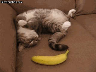 Download Ich bin von idioten umgeben gif Free HD