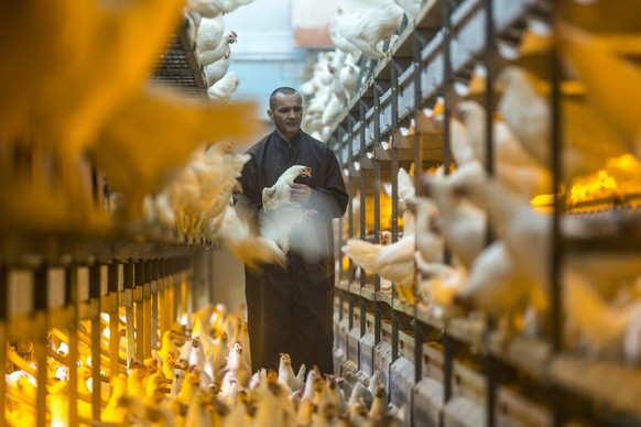 Mr Inauen stands in the middle of the hen coop with mounted orange LED lamps, pictured on June 7, 2013, on Mister Inauen&#039;s farm, where eggs are produced in a barn system, in Duernten, canton of Z ...