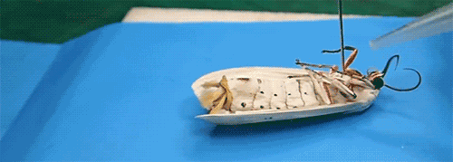 Animiertes GIF