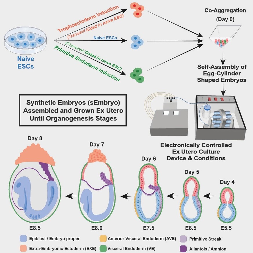 Grafik: Prozess der Herstellung und Reifung eines synthetischen Embryos.
A diagram showing the innovative method for growing synthetic mouse embryo models from stem cells – without egg, sperm or womb  ...
