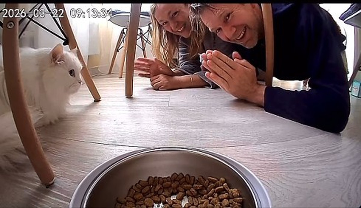 Auch wenn die Katze wenig begeistert scheint: Die Kameras der Futterautomaten können für Videocalls zweckentfremdet werden.