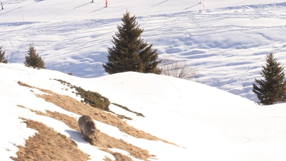 Bärin Jamila ist trotz Winterruhe in der Aussenanlage des Bärenlands in Arosa zu sehen.