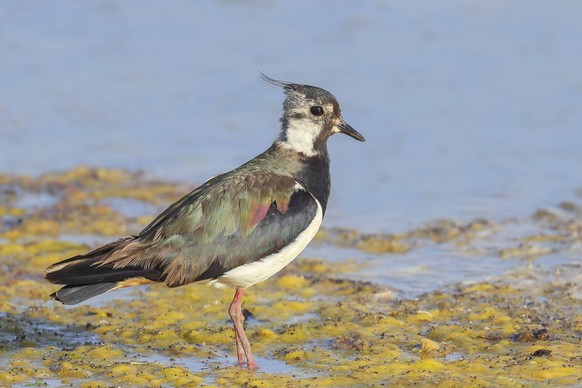 Kiebitz Vanellus vanellus erwachsener Vogel auf Nahrungssuche in flachem Wasser, Wildlife, Tiere, Vögel, Familie der Regenpfeifer, Ziggsee, Nationalpark Neusiedler See, Seewinkel, Burgenland, Österrei ...