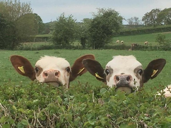 Nice news about animal cows https://ch.pinterest.com/pin/211174976708284/