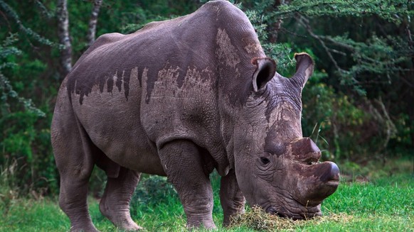epa04764255 Sudan, the last male northern white rhino in the world, stands as US model and Bollywood actress Nargis Fakhri (not pictured) visits to Ol Pejeta Conservancy in Nanyuki, Kenya, 23 May 2015 ...