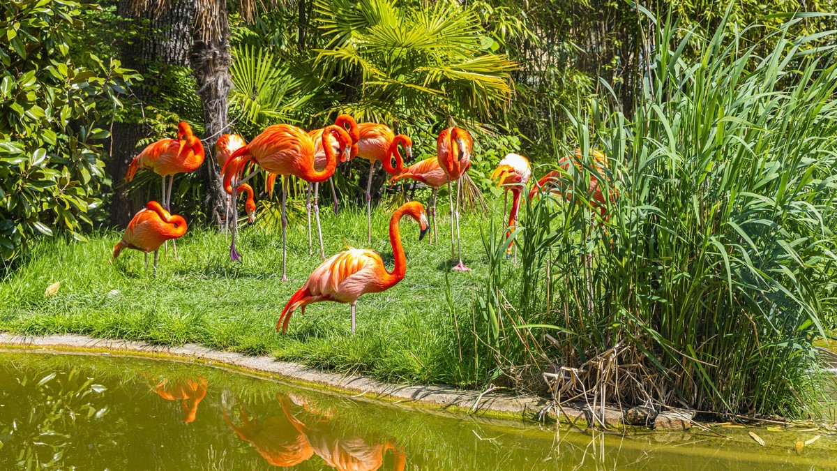 The fox destroys almost the entire colony of flamingos in the Schönbrunn Zoo in Vienna