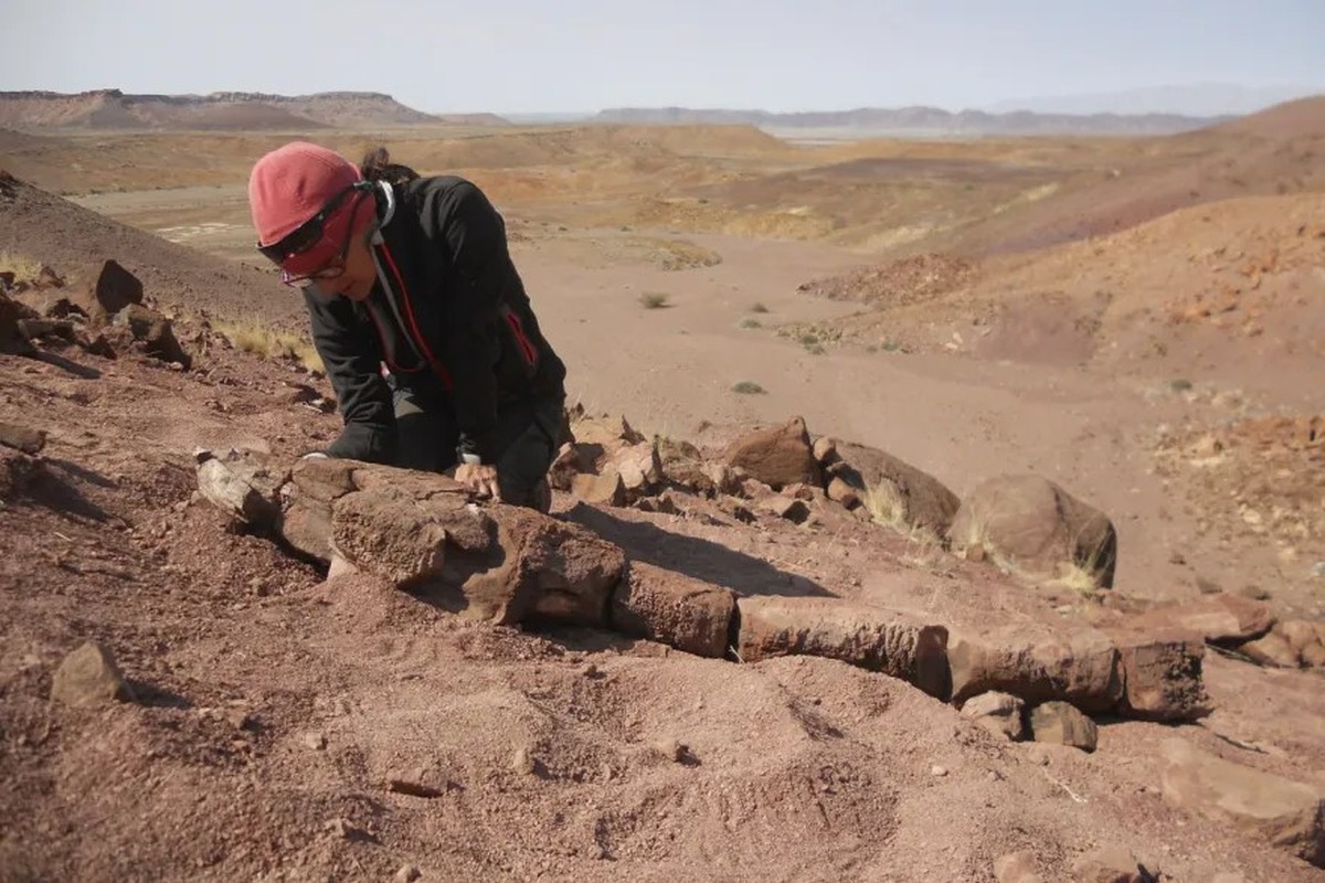 Forschende finden Sumpf-Kreatur aus Urzeit in Namibia. Es heisst: Gaiasia jennyae