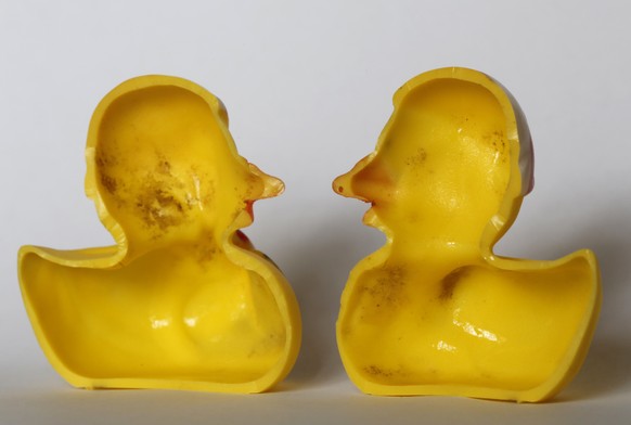 The March 27, 2018 photo shows the inside of a rubber duck after it was cut open for the photo in Nauen, Germany. Swiss researchers now say the cute, yellow bath-time friends harbor a dirty secret: Mi ...
