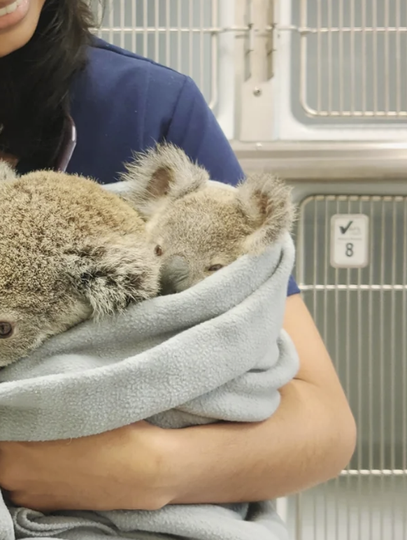 Cute News: beim Tierarzt