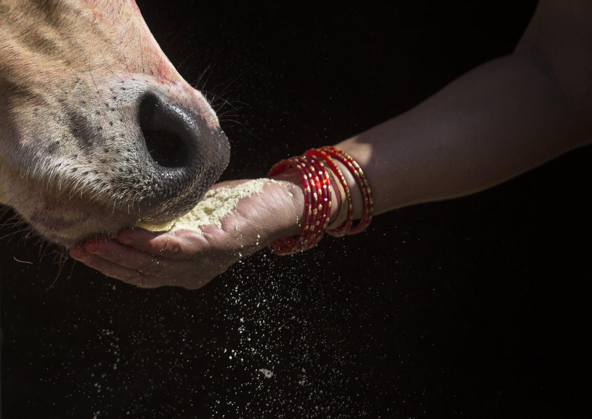 epa06274980 A Nepalese devotee offers food to a cow during the 'Gai Puja', also known as Cow Worship Day, as part of the Tihar festival in Kathmandu, Nepal, 19 October 2017. The Tihar Festiv ...