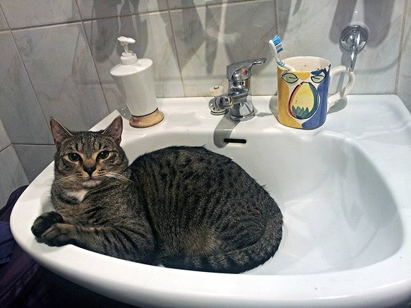 Katze im Waschbecken.
http://imgur.com/gallery/TKVbDGq
