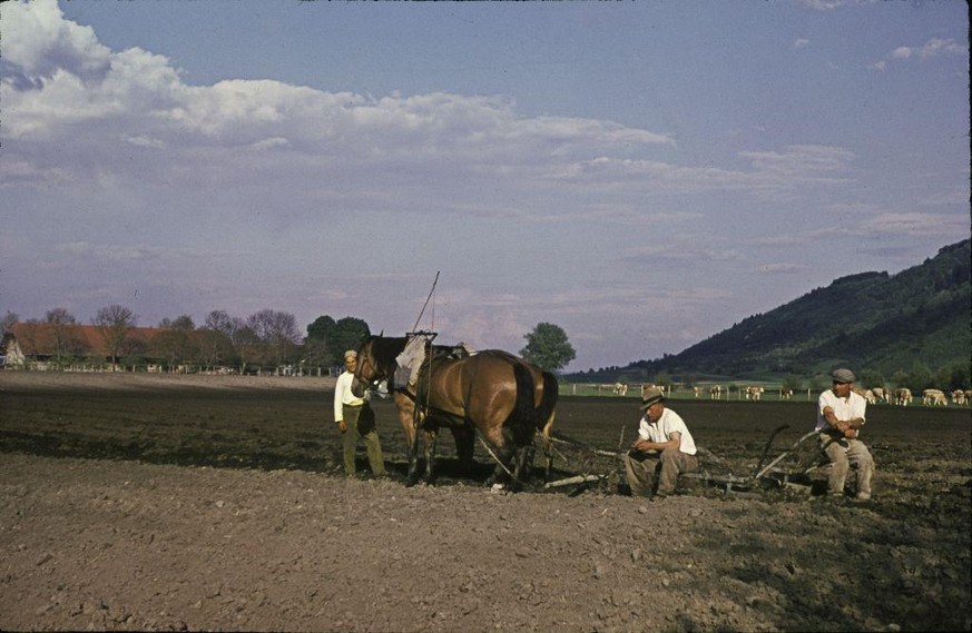 Auch Jahrzehnte danach bearbeiten Sträflinge den Boden bei Witzwil (Archivbild vom April 1945).