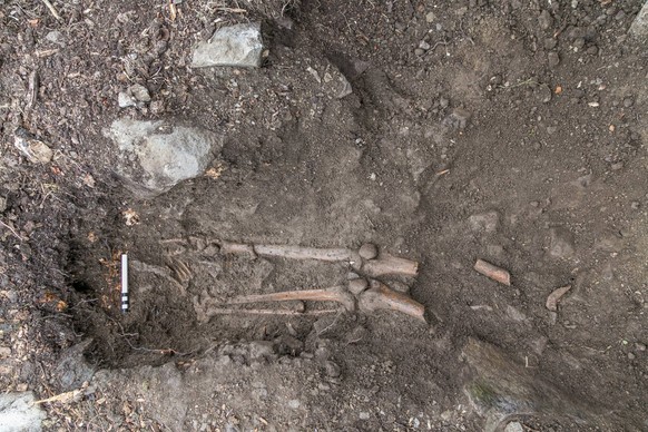 Skelett Baum Irland Archäologie
