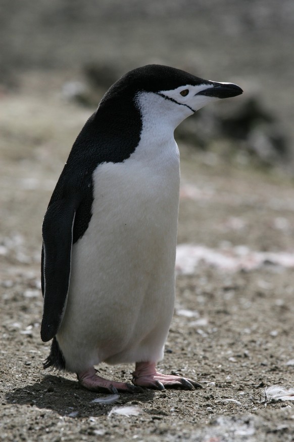Zügelpinguin (Pygoscelis antarctica)