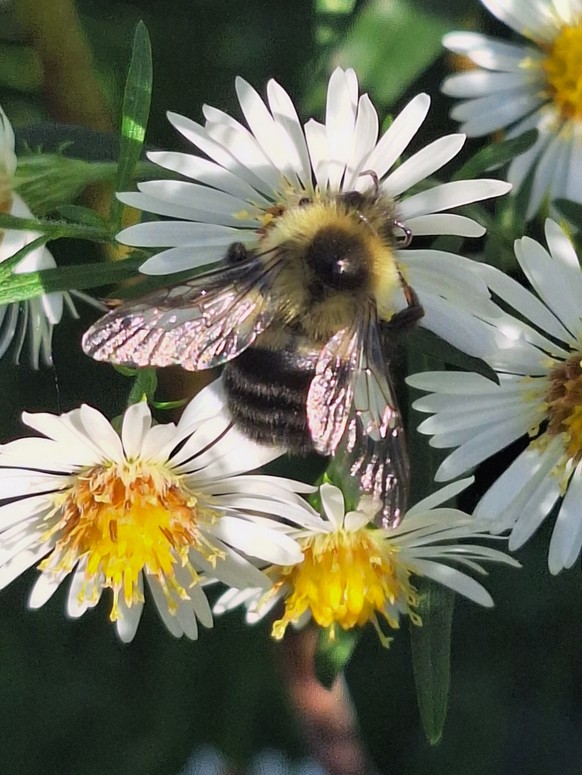 cute news tier bumblebee

https://www.reddit.com/r/beebutts/comments/1qn2g0m/just_a_shiny_bee/