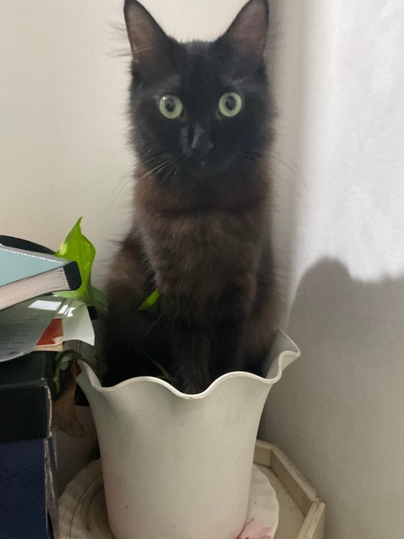 cute news tier katze

https://www.reddit.com/r/IfIFitsISits/comments/1vpreif/i_grew_a_cat_for_the_first_time_is_it_doing_well/