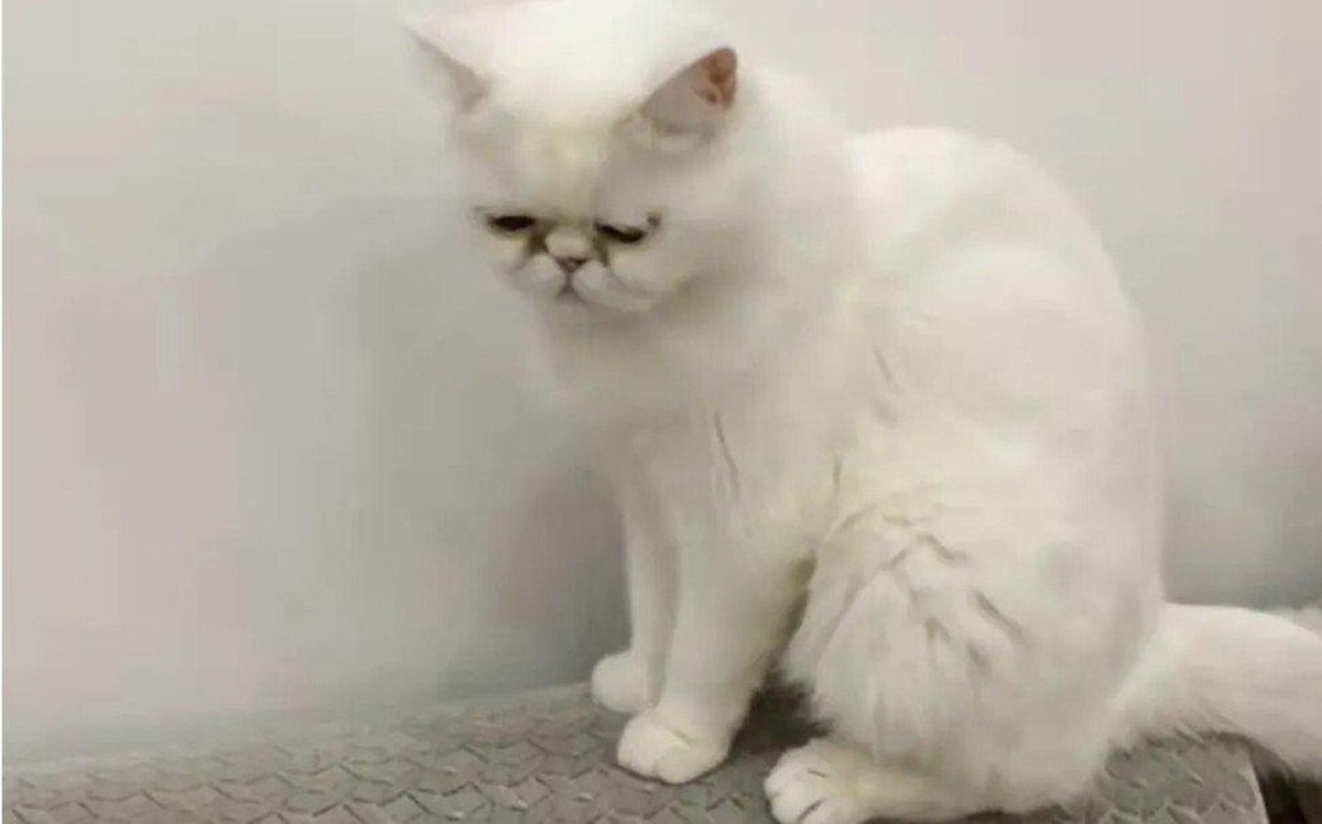 En Chine, des chats postifs au Covid ont été euthanasiés