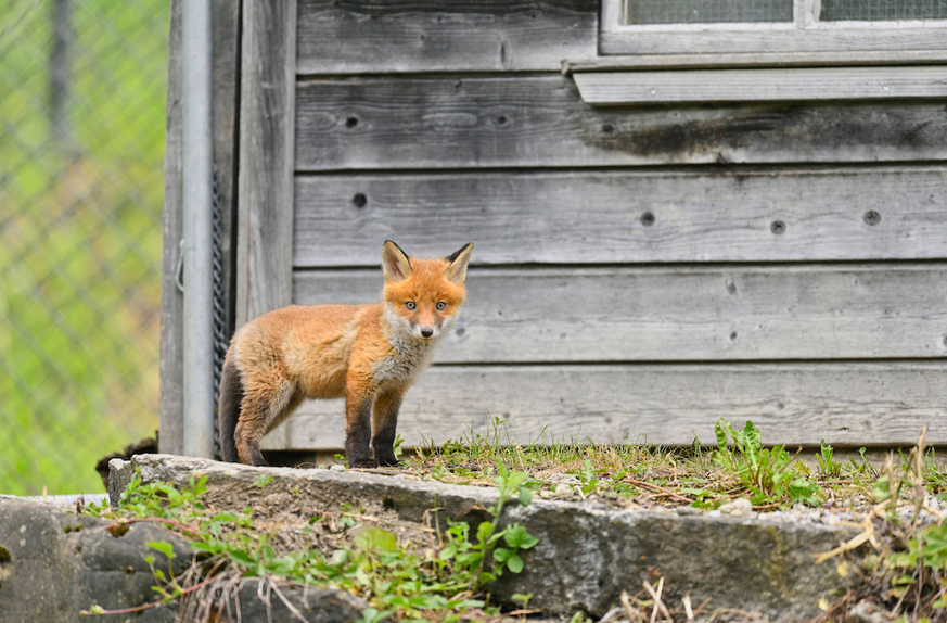 Rotfuchs (Vulpes vulpes), Welpe steht vor Hühnerhaus, captive, Schweiz, Europa *** Rotfuchs Vulpes Vulpes , Puppy is before chicken house, captive, Switzerland, Europe Copyright: imageBROKER/StefanxHu ...