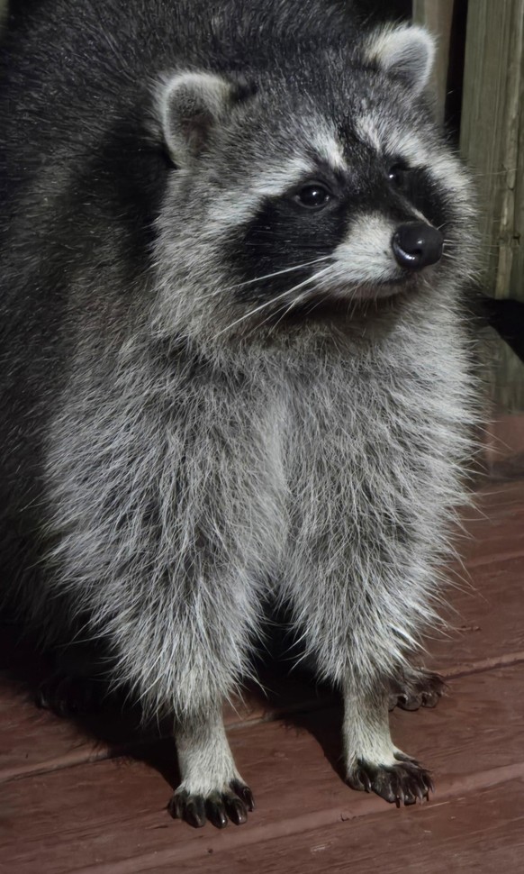 cute news tier waschbär

https://www.reddit.com/r/Raccoons/comments/1gfc36y/bubbaloo_is_back/
