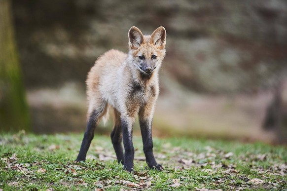 Mähnenwolf, Jungtier, captive, Bayern, Deutschland, Europa *** Maned Wolf, young animal, captive, Bavaria, Germany, Europe Copyright: imageBROKER/Davidx&amp;xMichaxSheldon ibxshe05793403.jpg Bitte bea ...