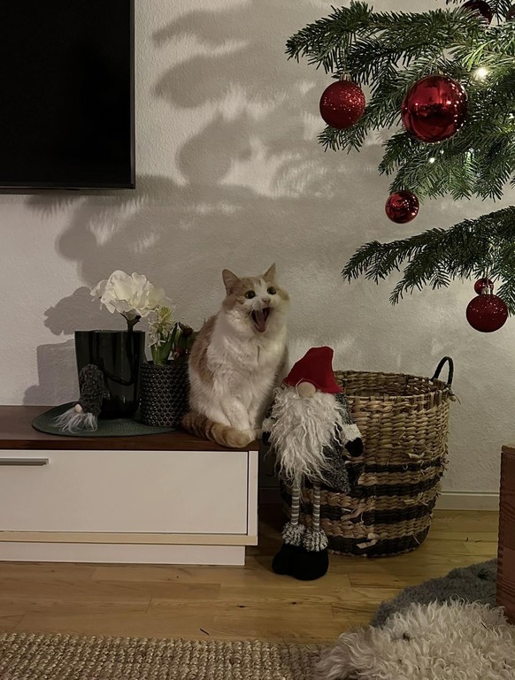 cute news tier katze

https://www.tiktok.com/@sunsetxanny/photo/7581491299065269526