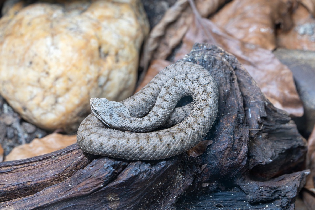 Asp viper, Vipera aspis, Close up image of Asp viper (Vipera aspis), Close up image of Asp viper (Vipera aspis), 30.12.2022, Copyright: xalfotokunstx Panthermedia33385185.jpg