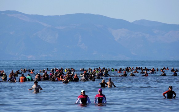 Volunteers try to guide some of the stranded pilot whales still alive back out to sea after one of the country&#039;s largest recorded mass whale strandings, in Golden Bay, at the top of New Zealand&# ...