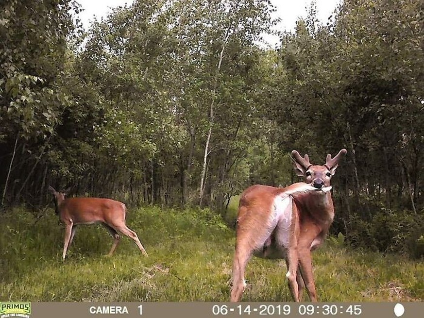 Cute News: Wildtierkamera