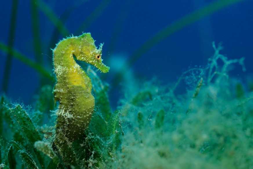 Short snouted seahorse (Hippocampus hippocampus) Malta, Mediteranean, June 2009 (Quelle: WWF)