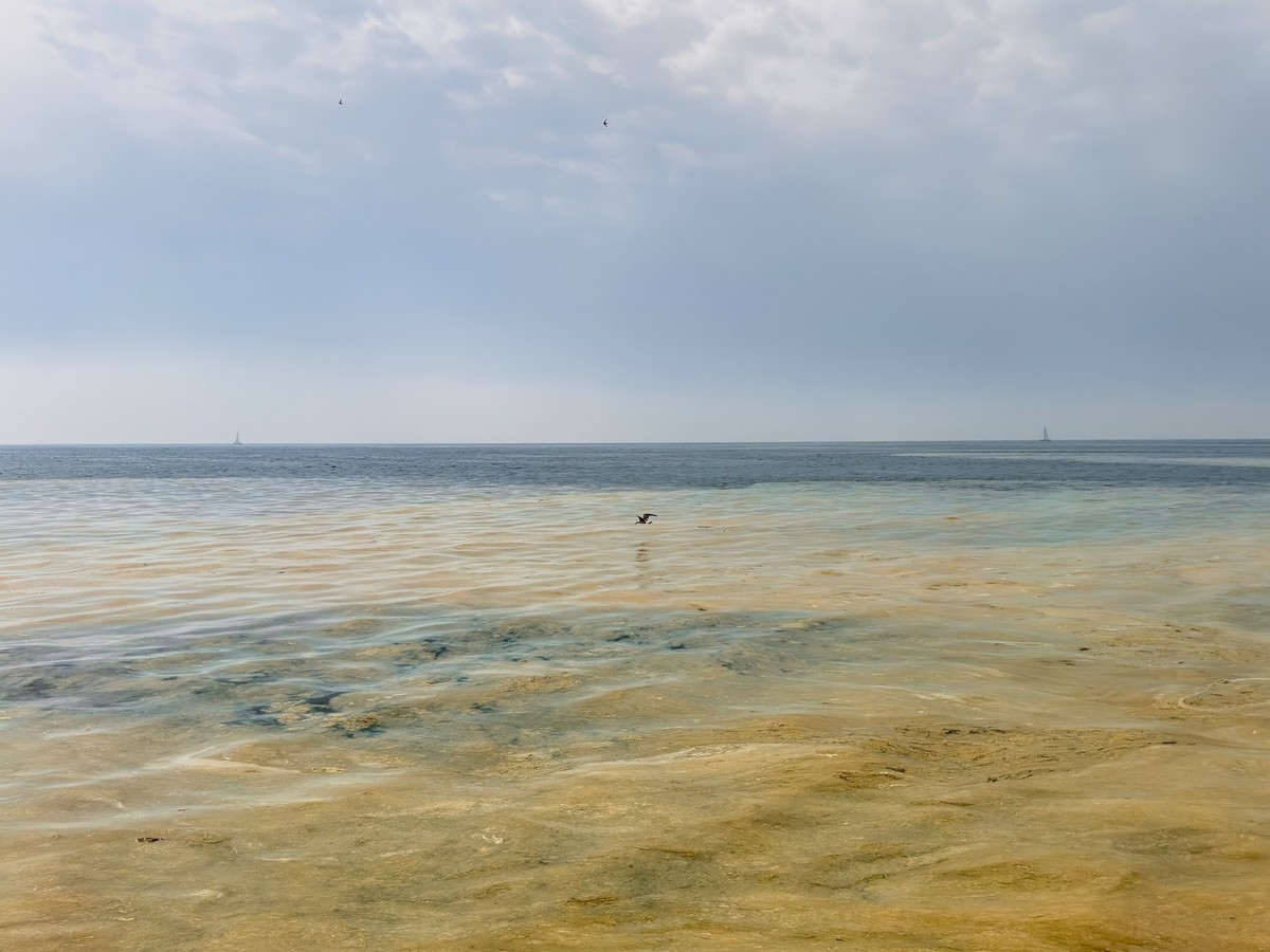 Verschmutzes Meerwasser durch Algen an der adriatischen Küste in Slowenien.