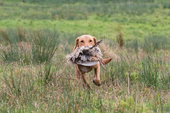 Fasanenjagd in England - vom 1. Oktober bis 1. Februar. Ein Retriever apportiert einen geschossenen Vogel.