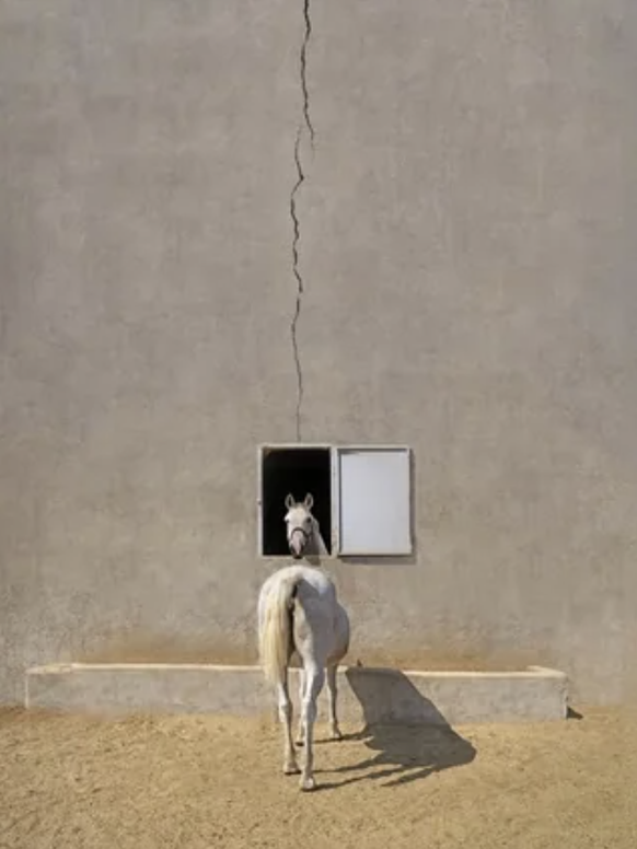 Lustige Tierbilder: Pferd