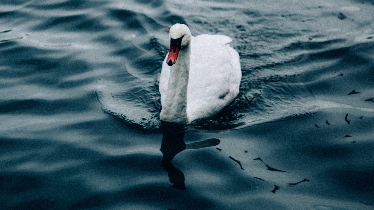 Schwan, Schwäne
https://unsplash.com/photos/Za3z3szlyYg