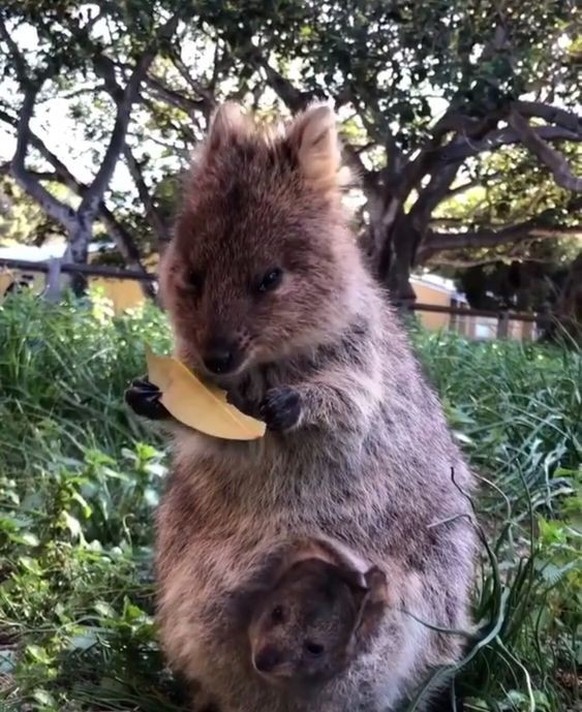 cute news tier quokka

https://www.pinterest.ch/pin/1121888957169119226/