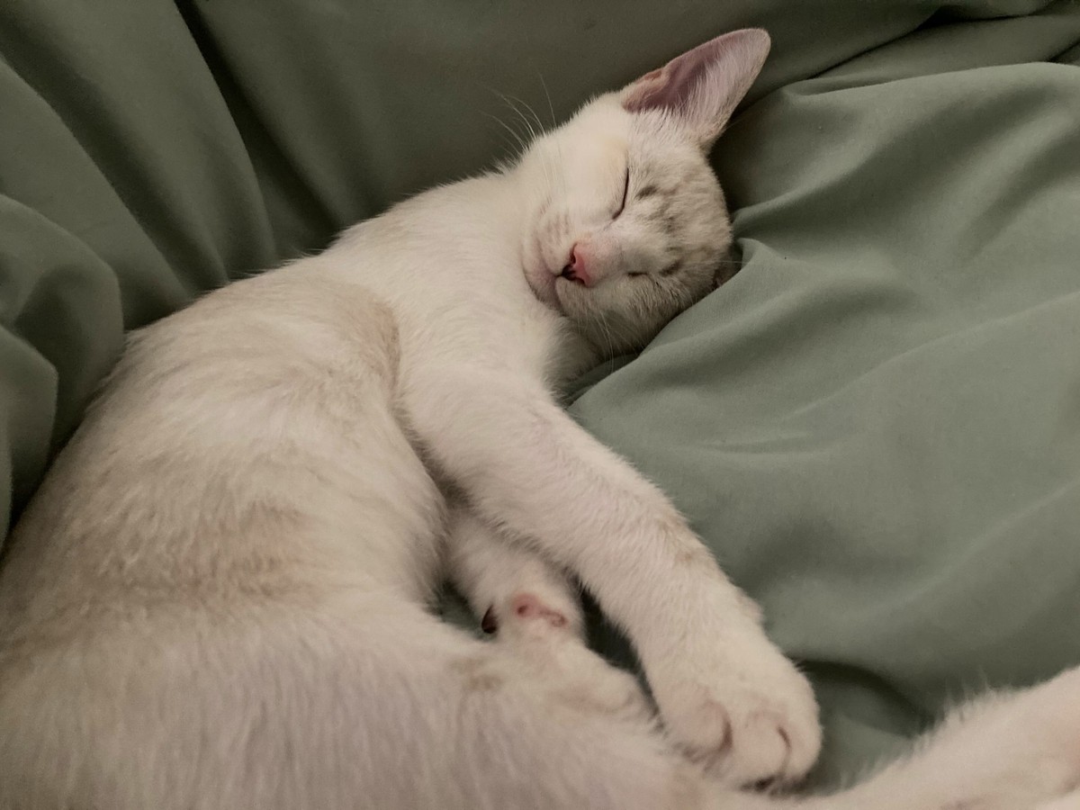 Schlafende Katze

https://www.threads.com/@hamandbreadfr/post/DbvuF-YEUCG/media?xmt=AQG00OQXt28lCMU_iZ-Kq27tTYdoB6e2Mb94JPmns8FntnF-jZWZOyI_woqBC5V8Dv_E3dZp