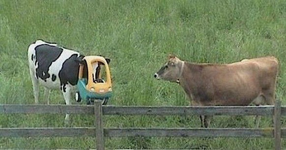 Alleine schaffen sie es nicht – diese 35 Tiere brauchen Hilfe\nHi Sweatheart, kommst du mit auf ne Runde mit dem Bobby-Car?
