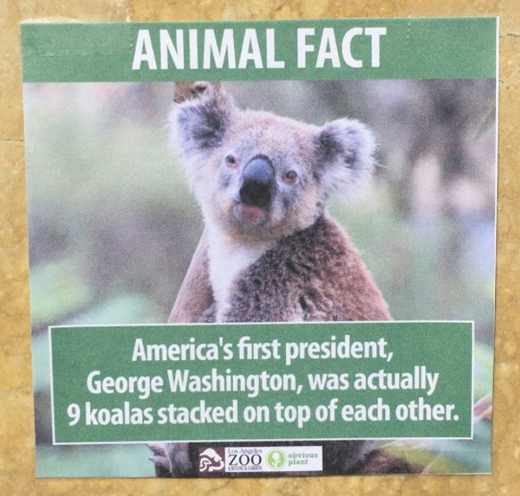 «Der erste Präsident der USA, George Washington, war in Wahrheit 9 aufeinander gestapelte Koalas.»